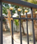 Bodrum’da İlaçlama Hizmeti Alırken Nelere Dikkat Edilmeli?