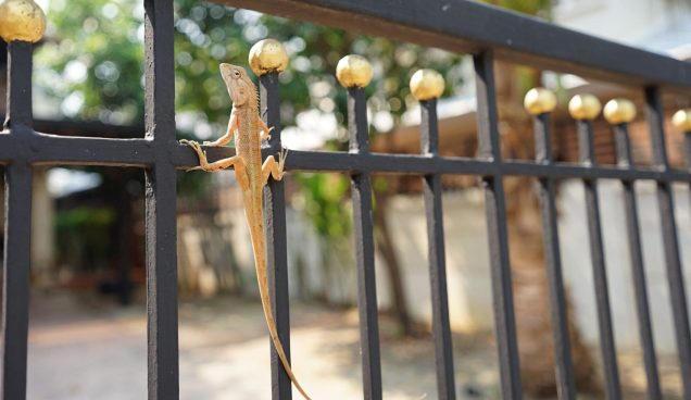 Kertenkele (1) Kertenkele (1)